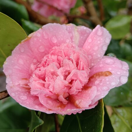 Camellia jap. Princess Margaret | Order online Tendercare