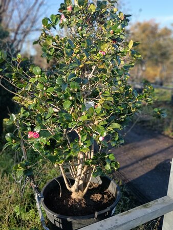 Camellia jap. Princess Margaret - image 2