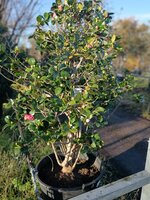 Camellia jap. Princess Margaret - image 2