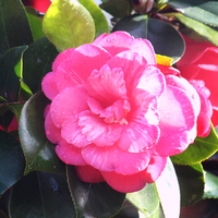 Camellia jap. Princess Margaret | Order online Tendercare