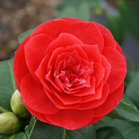 Camellia jap. Princesse Baciocchi