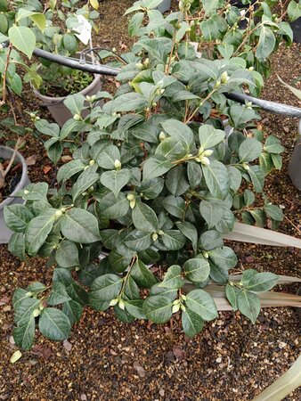 Camellia jap. Princesse Baciocchi - image 2