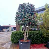 Camellia jap. Prof G Santarelli