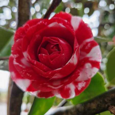 Camellia jap. Prof G Santarelli - image 2