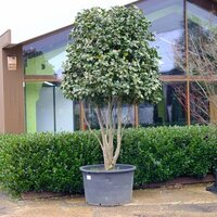 Camellia jap. Prof G Santarelli - image 3