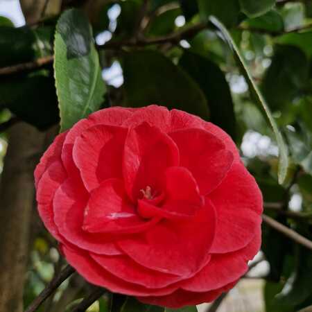 Camellia jap. Red - image 2