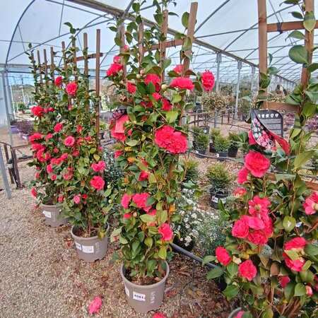 Camellia jap. Roja - image 1