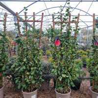 Camellia jap. Roja - image 2