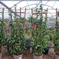 Camellia jap. Roja - image 2