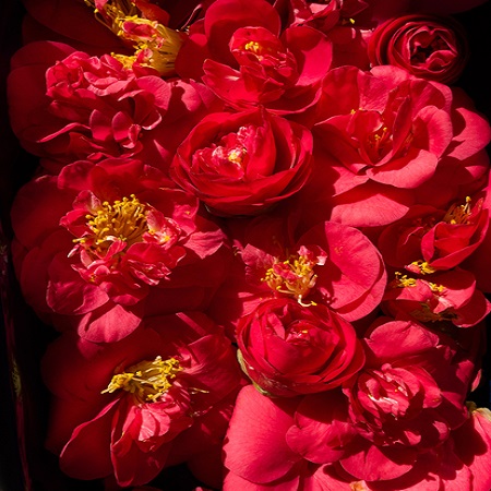 Camellia jap. Ruby Wedding