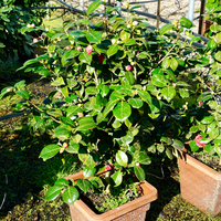 Camellia jap. Triumphans - image 2