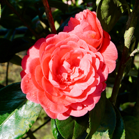Camellia jap. Triumphans - image 1