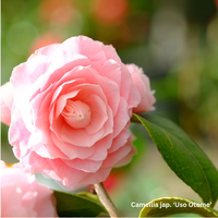 Camellia jap. Uso Otome
