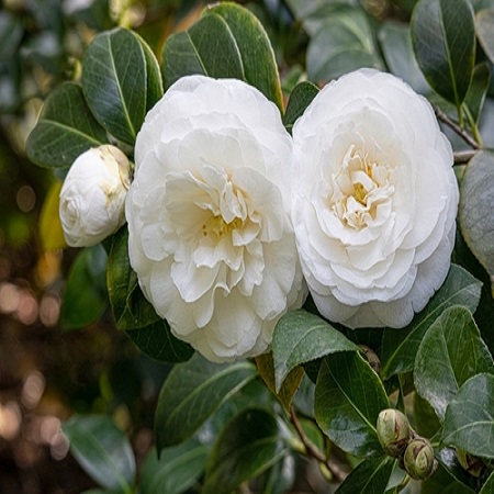 Camellia jap. Vergine di Colle Beao