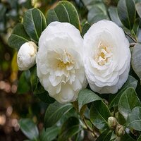 Camellia jap. Vergine di Colle Beao