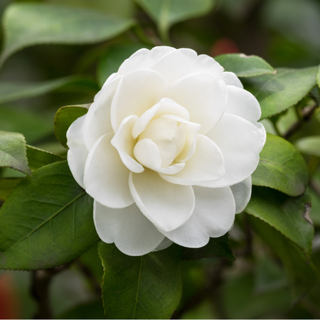 Camellia japonica White | Order online @ Tendercare