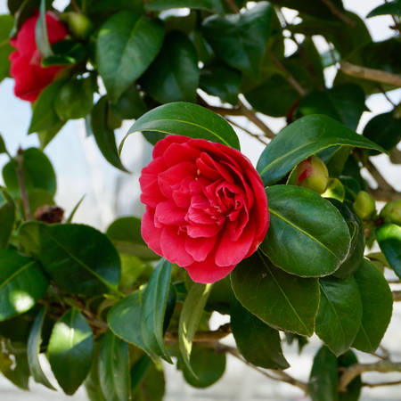 Camellia japonica - image 1