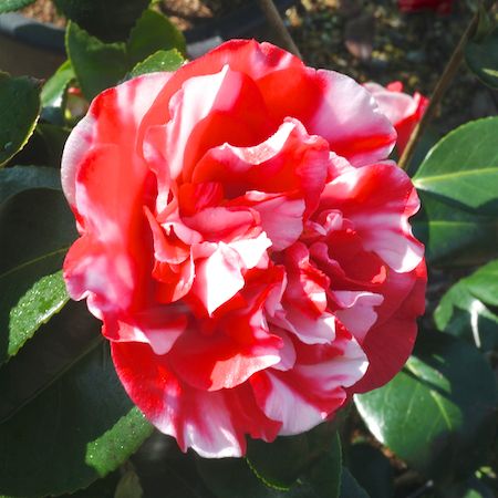 Camellia japonica General Colletti