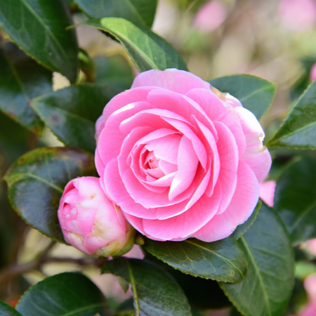 Camellia japonica Pink Lrge Flower | Order online @ Tendercare