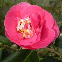 Camellia japonica R.L. Wheeler | Order Online @ Tendercare