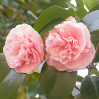 Camellia japonica Tiffany | Order online @ Tendercare