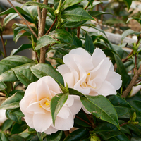 Camellia jap. Triumphans - image 2