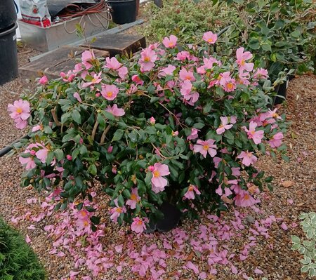 Camellia sas. Cleopatra - image 1