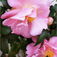 Camellia sas. Jennifer Susan | Order online @ Tendercare