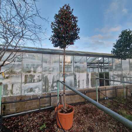 Camellia sas. Kanjiro