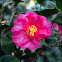 Camellia sas. Kanjiro - image 2