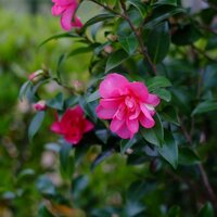 Camellia sas. Kanjiro - image 2