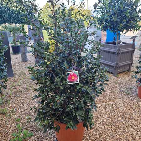 Camellia sas. Kanjiro - image 1