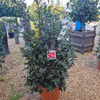 Camellia sas. Kanjiro