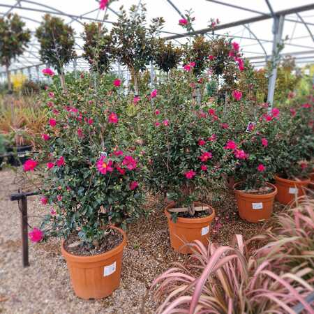 Camellia sas. Kanjiro - image 2