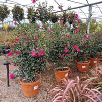 Camellia sas. Kanjiro - image 2