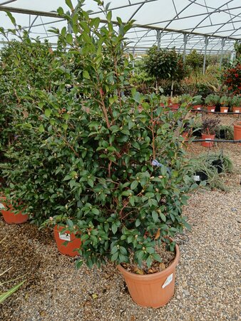 Camellia sas. Kanjiro | Order online @ Tendercare