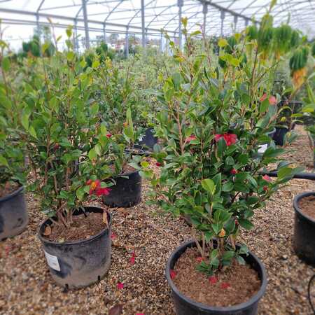 Camellia sas. Yuletide