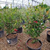 Camellia sas. Yuletide