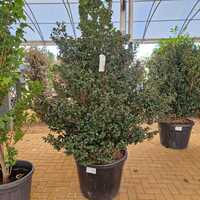 Camellia sas. Yuletide