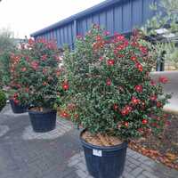 Camellia sas. Yuletide