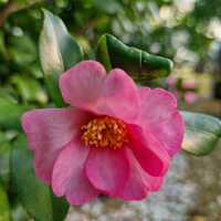 Camellia sasanqua Pink - image 2