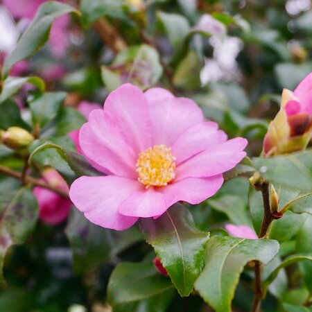 Camellia sasanqua Plantation Pink - image 1