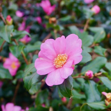 Camellia sasanqua Plantation Pink - image 2