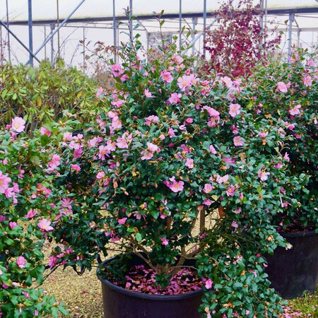 Camellia sasanqua Plantation Pink - image 1