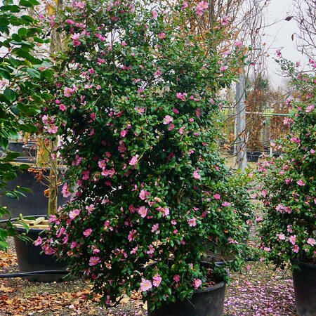Camellia sasanqua Plantation Pink | Order online @ Tendercare