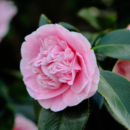 Camellia sasanqua Plantation Pink | Order online @ Tendercare