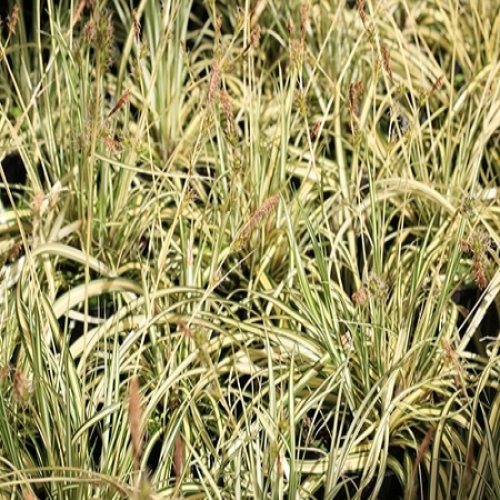 Carex brunnea Jubilo (PBR)
