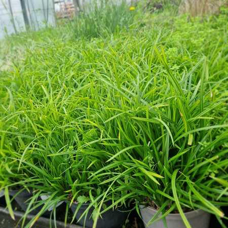 Carex mor. Irish Green - image 2