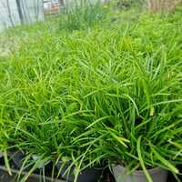 Carex mor. Irish Green - image 2
