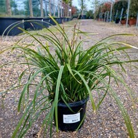 Carex mor. Irish Green - image 2